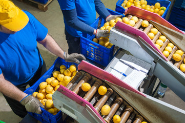 Primofiore lemons of the variety Femminello Siracusano during the manual packaging process in a...