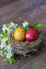 colorful easter eggs with dots in real nest with cherry blossoms on a  wooden background. Easter decoration 