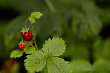 Berry strawberries growing in the summer forest. 