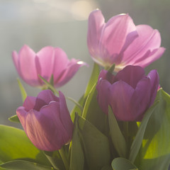 Beautiful tulips in a pot against the window, filled with spring diffused light in the background