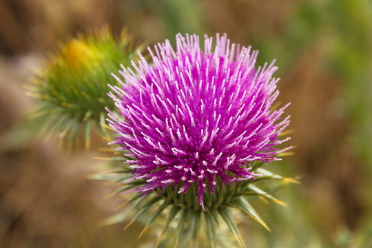 Cardo Borriquero en Flor