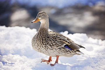 Duck on snow