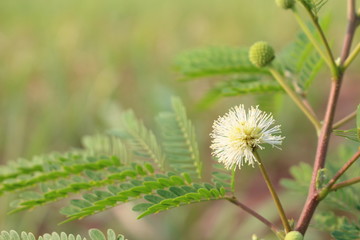 White popinac In the garden look beautiful and natural.