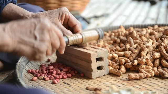 Hands of old woman to crack Pea nut shell with ambient sound select focus shallow depth of field
