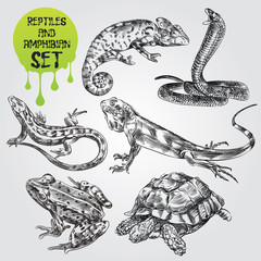Set of hand drawn Reptiles and amphibian isolated on white background. chameleon, frog, snake, lizart, turtle in sketch style. Retro hand-drawn Reptiles and amphibian vector illustration. - 142723290