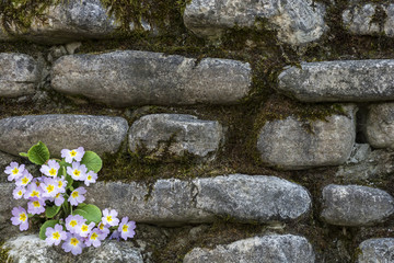 Spring flowering primrose in a stone wall