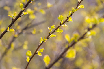 Budding flowers in Riga, Latvia