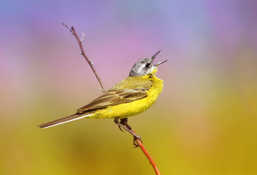 summer bird is the yellow Wagtail sings while sitting on a Sunny bright meadow