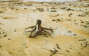 cutting died of pine tree stump on sand beach. Stump on cracked. Global warming concept. Parched...
