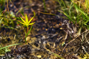 A small yellow flower on bare ground after a spring fire.
