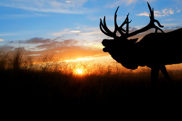 A bugling bull elk against a sunset