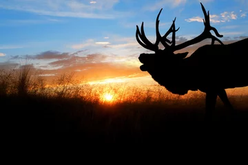 Foto op Canvas A bugling bull elk against a sunset © LUGOSTOCK