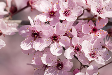 spring flowers macro for background details damson tree