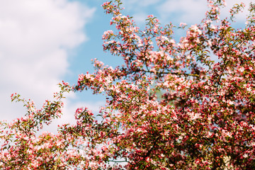 Blooming Sakura on the sky background