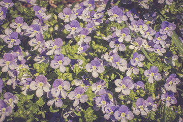 Ehrenpreis (Veronica) im Frühling