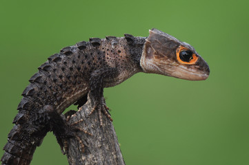 Croc SKink