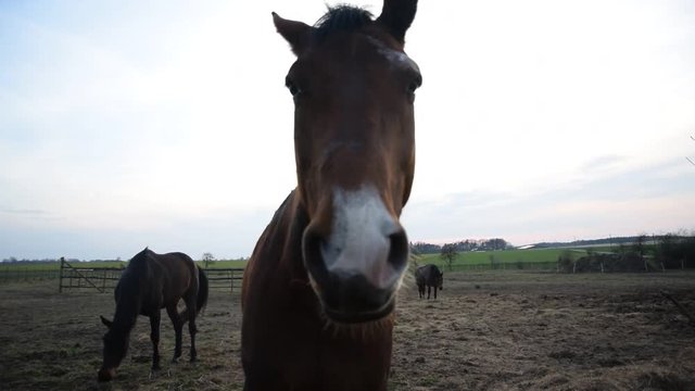 Two horses come very close to the camera and sniff it.