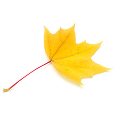 colorful autumn maple leaf isolated on white