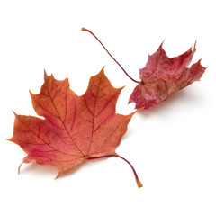 colorful autumn maple leaf isolated on white