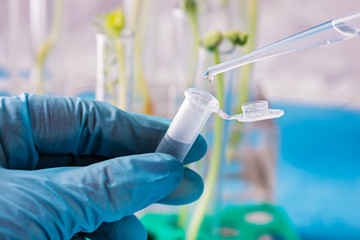 Scientist hold the  test tube with plant in biotechnological laboratory.  Concept of genetic...