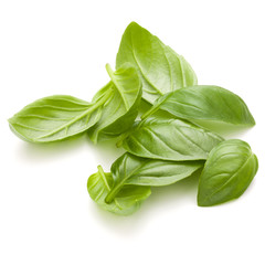 Sweet basil herb leaves handful isolated on white background closeup
