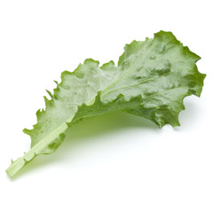 Close up studio shot of fresh green endive salad leaf isolated on white background.