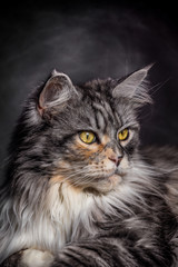 liegende graue Maine Coon Katze im Profil