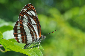 Neptis sappho, Common Glider butterfly resting on a leaf