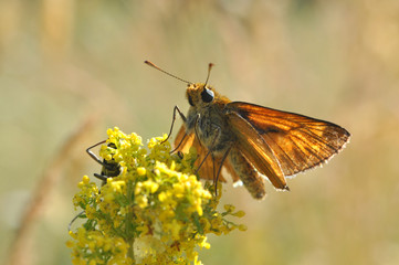 Large Skipper - Ochlodes sylvanus. Butterfly in natural habitat