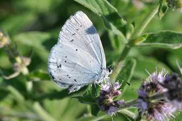 The holly blue (Celastrina argiolus) is a butterfly that belongs to the Lycaenids or blues family and is native to Eurasia and North America