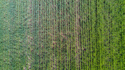 Natura e paesaggio: vista aerea di un campo, coltivazione, prato verde, campagna, agricoltura