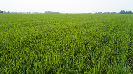 Natura e paesaggio: vista aerea di un campo, coltivazione, prato verde, campagna, agricoltura
