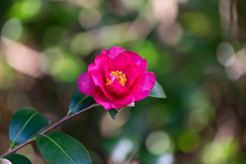 Pink Camellia sasanqua in the winter garden of Japan