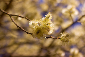 The Flower of pussy willow