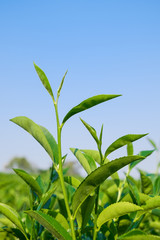 Growing Tea Leaves