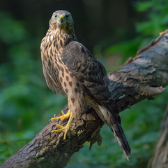 Northern Goshawk perched on aged trunk and face looking in camera 