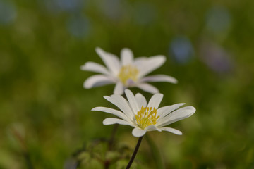 Bunte Frühlingswiese