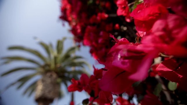 Close up slider shot of red flowers blooming on a tree with a palm and blue sky in the background. Red orchid, hibiscus or poinsettia in bloom.