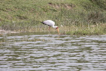 Yellow billed stork on banks of Kazinga Channel, Queen Elizabeth National Park, Uganda