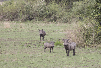 Warthog family in Queen Elizabeth National Park, Uganda
