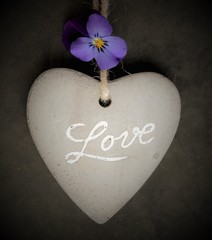valentine day, heart with the word love,  small purple violet and dark background