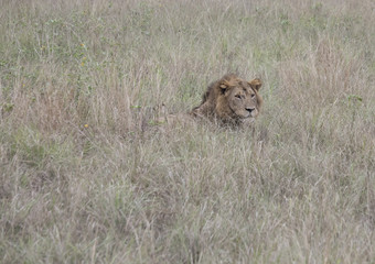 Profile of lion laying Queen Elizabeth National Park, Uganda