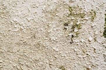 cement wall with moss