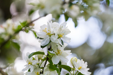 White flowers