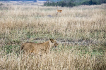 Lioness in tall grasses, Queen Elizabeth National Park, Uganda