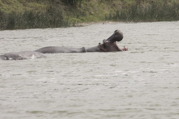 Hippo in Kanzinga Channel in Queen Elizabeth National Park, Uganda