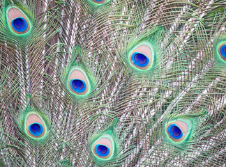 Fototapeta premium Indian Peacock Feathers 