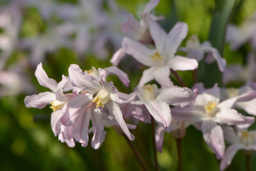 Bunte Frühlingswiese
