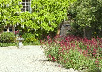 Obraz premium Front cottage garden with red flowers along stone driveway, house wall covered by white wisteria plant in bloom .