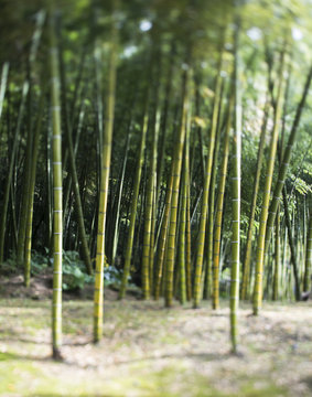 Bamboo forest
